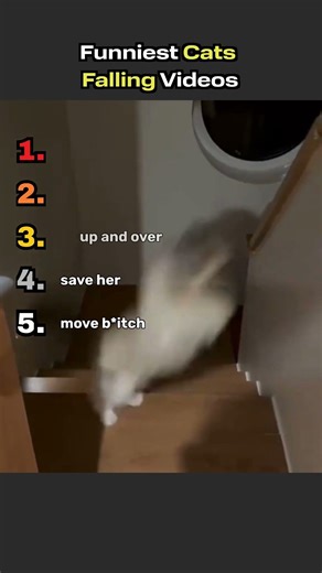 Cats Falling Compilation #animals #animalshorts #viralvideo #viral #cats #cutecats