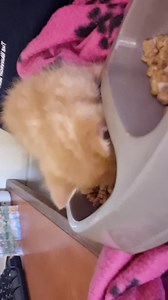 4.4K views · 152 reactions | SOUND UP Meet Trawler, one of our handrear's experiencing his first taste of kitten meat this morning. #AnimalRescueCumbria #MoreThanJustAJob #Handrear #HardWorkButWorthIt #VolunteerWithUs2023 | Animal Rescue Cumbria | Facebook