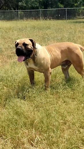 The BMF Thanos Legacy Continues. Thanos’s head was rated #1 in SABBs and scored over 90. My females father. I owned Thanos | Cy St. Evans