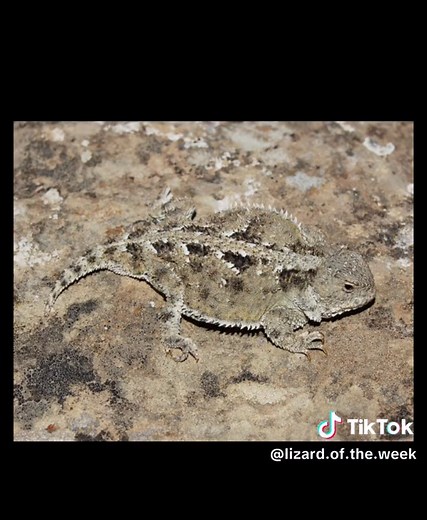 Introducing Lizard of the Week: Greater Short-Horned Lizard and Gecko Fun Facts!