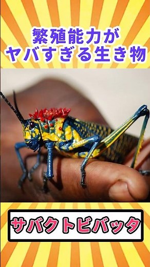 【閲覧注意】繁殖能力がヤバすぎる生き物「サバクトビバッタ」【ゆっくり解説】 #どうぶつのひきこ森 #ゆっくり解説 #へんないきもの #閲覧注意