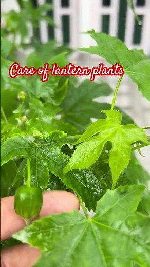 How to grow and Care Chinese lantern plant / for lot of flowering #herbaceous #rootgrow #gladiolus