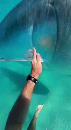 Waterslide into pool full of giant fish #funny #memes