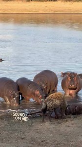 Tense interaction between hyenas and hippos. Hyenas daring, never moved by mammoth scare from hippos as they enjoy their kill along the hippo filled river. You can see how the atmosphere was heated!!! 🦛🦛🐕🐕😋⚡️ #hippos #hippo #hippopotamus #hyena #hyenas #spottedhyena #safari #wildlife #encounters #gamedrivesafari #incredible #predators | Wildfriends Africa