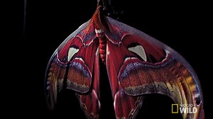 117K views · 3.1K reactions | Throwback Thursday: Watch the atlas moth transform from larvae to a stunning adult in a matter of hours. | National Geographic Animals | Facebook