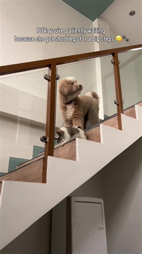 Lucho the Giant Poodle's Adorable Adventure