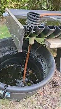 Growing Organic Hydroponic Basil - Outdoors in Aggregate. Simple DIY setup.