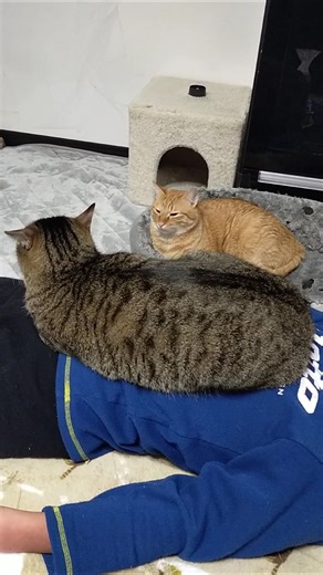 2026年2月8日 三島の雪景色と家でのんびり過ごす猫の兄弟&子供