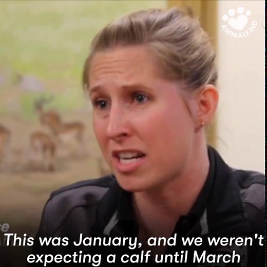 Fiona the hippo's first year in the spotlight