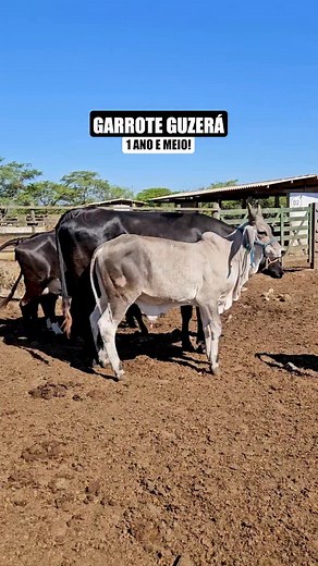 24K views · 23 reactions | Garrote GUZERÁ de 1 ano e meio de idade  / (81) 9 8172-1590 / (81) 9 8126-5746 | Rei Amendoim | Facebook