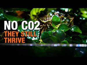 5 Aquarium Plants That Thrive Without CO2