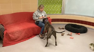 On today's #TopicTuesday Family Dog School instructor Trish discusses the importance of "Target Words" during your training sessions. Target words should differeniate between everyday phrases and words you typically use. Here she works with adoptable dog Beethoven on the target word "Yes!" For more information on training or to sign up for obedience classes please reach out to our Family Dog School instructors at (413)-447-7878 ext. 139 or visit https://berkshirehumane.org/family-dog-school/dog-