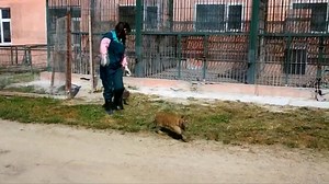20K views · 127 reactions | HAPPY 100 DAY BIRTHDAY! These nine little tiger cubs are celebrating a special milestone. Full story >> https://www.wfla.com/national/tiger-preserve-celebrates-100-day-birthday-of-9-tiger-cubs/1352391547 | WFLA News Channel 8 | Facebook