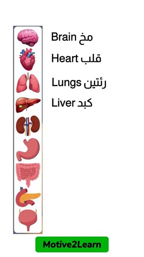 21K views · 360 reactions | Human Body Internal Organs - English...