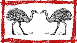 5 Minutes Common Ostrich Sound Common Ostrich Call Common Ostrich Noise