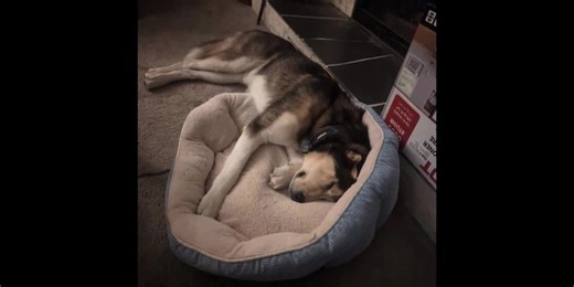 Dog overdoses on cocaine during walk