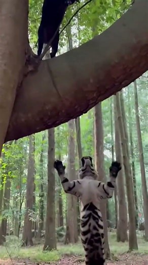 Survival Instinct: Wild Boar Climbs Away from Predator | หมูป่าสู้ชีวิต! ปีนหนีนักล่าตัวฉกาจ #board