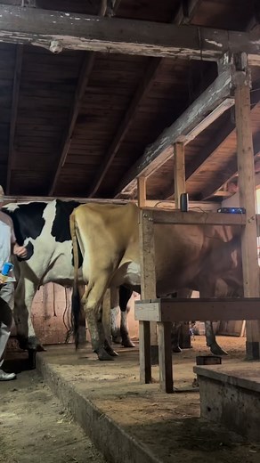 Every day twice a day. The cows and goats have to get milked twice a day. The weather doesn’t matter. Your mood doesn’t matter. Your busy schedule doesn’t matter, they have to get milked. The animals rely on us. This is just a very small 4 min clip of a two hour chore routine which includes filling waters, feeding calves, goats, ducks, chickens, mules and emus. Thankfully we have help. Grace has been helping most mornings and we also get help from some of our 4-H kids. We couldn’t have a life wi