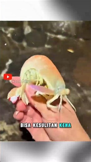 Udang Windu Ini Lari Kayak Flash!#faktaunik #udangwindu #shortsviral