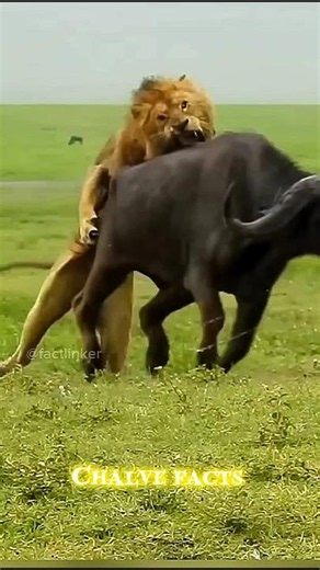who's best hunter lion 🦁 🆚️ tiger 🐅