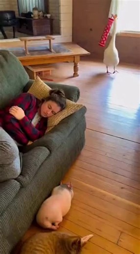 Goose funny chaos daily😅. #funnyvideos #funnyanimals #viraltiktok