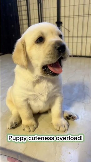 Mini Labrador, maximum cuteness #puppy #dog #doglife #cutedog #viralvideo