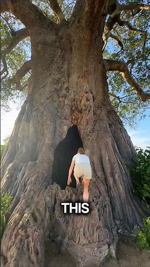 African Tribes Live Inside Trees 😱