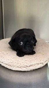 50K views · 2.1K reactions | Like and share awesome GIFs. Create your own quickly and easily at Gfycat.com. | Gfycat | Facebook