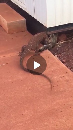 FULL VIDEO STILL UP! 🔞 | Monitor lizard eats kitten alive. Is this messed up even though it would happen naturally? 👇 Follow @brutewrld & @brutishnature for more!... | Instagram