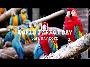 World Parrot Day 31st May | Five facts for kids about Parrots | Curious Ladybirds