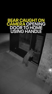 488K views · 8.8K reactions | A video released by wildlife officials shows a black bear expertly opening a door to a home, reminding residents of bears' ability to access buildings. The clever bear was filmed using the door handle in Telluride, a town in southwestern Colorado. Colorado Parks and Wildlife shared the footage, saying that once bears learn this trick, it can lead to more conflicts with humans. | Fox 9 | Facebook