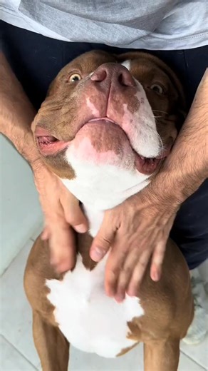 CHOCO BATH TIME  冀 The link for all products is in my bio﫶 #asmr #bullylove #do #dogasmr #americanbully #dogcare | Mystic Starlight | Facebook