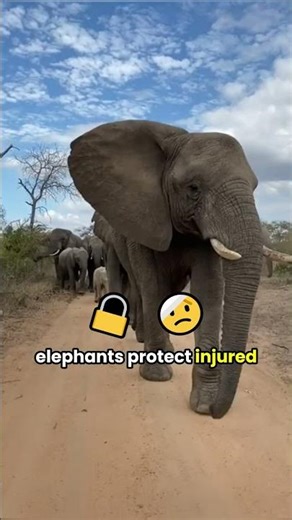 Most Loyal Animals Ever Recorded (Unbelievable Stories!)