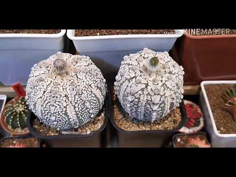 Cactus Names With Picture 50 ++ 🌵