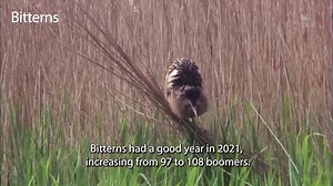 5.3K views · 176 reactions | Each year, RSPB ecologists collect and review information from our 222 nature reserves to help inform the conservation work we do! Take a look at some of the biggest successes of 2021... 礪 Footage: RSPB images Music: Bensound #Ecology #NatureReserves #Nature #Wildlife #UKBirds | RSPB | Facebook