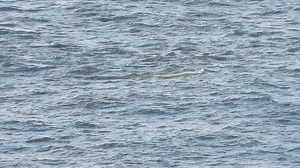 Bottlenose Dolphin cruising past Filey Brigg yesterday | Scarborough Porpoise