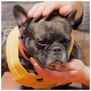 14K views · 82 reactions | Watch him make a dog wheelchair for back legs | 5-Minute Crafts Green | Facebook