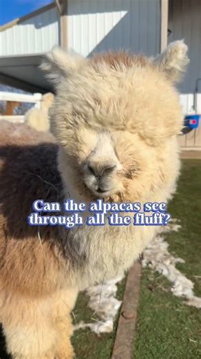 Ever wonder how alpacas navigate with all that fluff in the way? 🦙✨ Can they actually see through it, or are they just masters of the fluffy obstacle course?🤔 Drop your thoughts below👀💭 #alpaca #farmlife #cuteanimals #animallovers #alpacas | Eagle Eye Farm