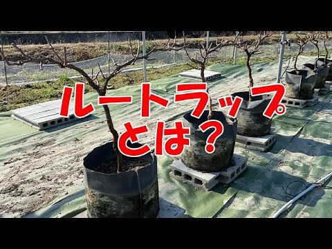 家庭菜園でも出来る葡萄の育て方。根域制限栽培をすれば、簡単に大粒ぶどうが出来ます。ルートラップポット機能説明【https://naturalen.base.shop/】