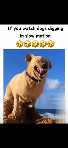 Dog digging in slow motion. 😬