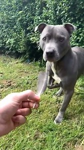 57K views · 846 reactions | This staff isn't scared of anything, except feathers! | Go Fetch | Facebook