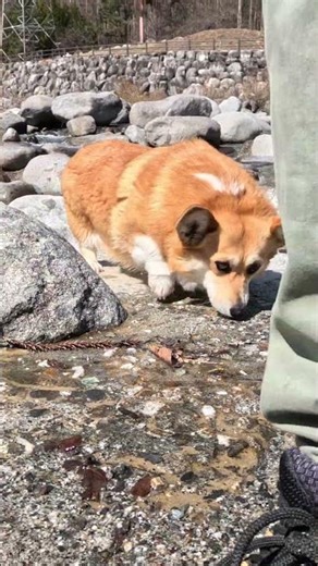 自然の造形を楽しむコーギー / Enjoying the natural formations by the river.