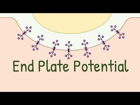 End Plate Potential | Neuromuscular Junction | Neurotransmission | Enough For Title Now