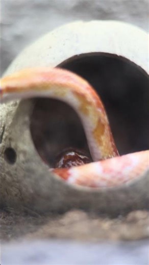 Hidden inside a coconut 😱 Kerala snake alert! #Kerala #SnakeAlert #SnakeBite #Danger #ViralShorts