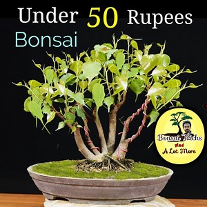 How to Easily make a Bonsai tree under 50 Rupees | DIY Gardening : #Ayansbonsaitricks | Bonsai Tricks And a Lot More Official