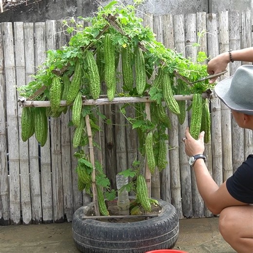 How to Grow Bitter Melon in Old Tires A Simple and Effective Gardening Hack | H&H Gardening Secrets