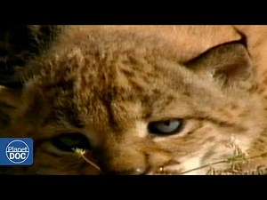 Save the Lynx- Full Documentary