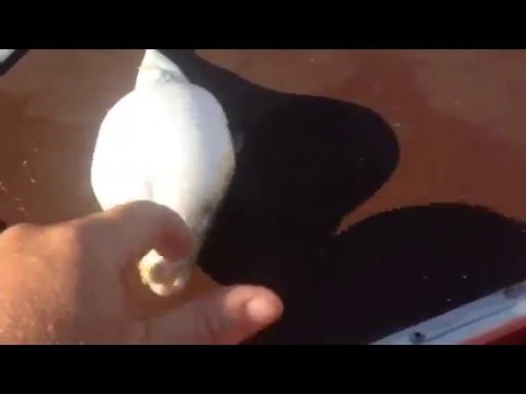 Puffer fish puffing up!