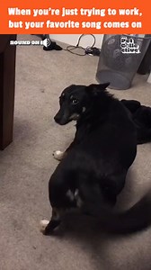 48K views · 885 reactions | This pup is ready to cut a rug! 藍 | The Pet Collective | Facebook