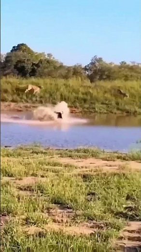 Big Fella Refused To Be Eaten.